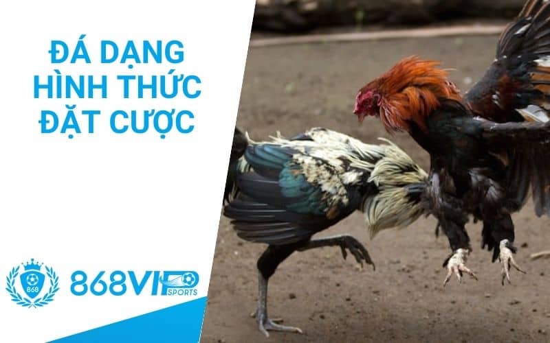 Đa dạng hình thức cược đá gà Đa dạng hình thức cược đá gà