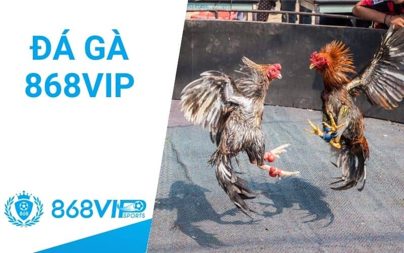Đá gà 868VIP cho phép người chơi theo dõi và đặt cược Đá gà 868VIP cho phép người chơi theo dõi và đặt cược