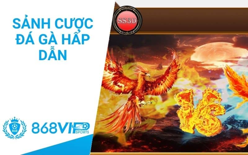 Đá gà 868VIP mang đến 2 sảnh cược hấp dẫn với tỷ lệ thưởng cao Đá gà 868VIP mang đến 2 sảnh cược hấp dẫn với tỷ lệ thưởng cao