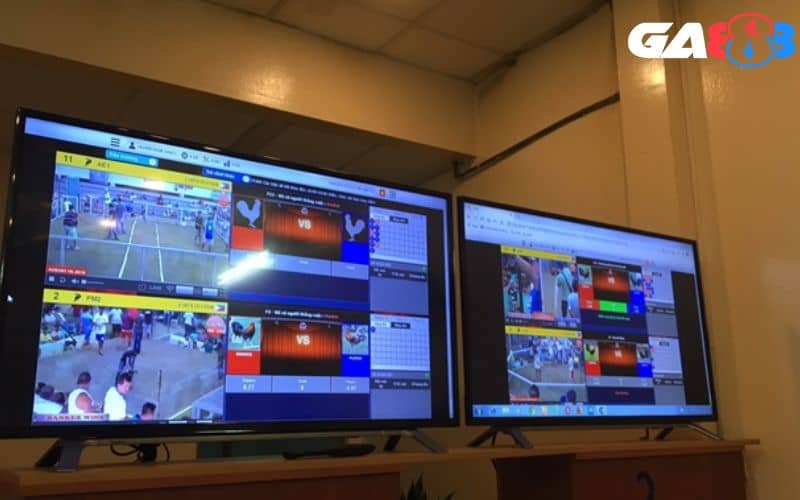 Các trận đá gà C1 Thomo đều được phát trực tiếp trên sóng livestream Các trận đá gà C1 Thomo đều được phát trực tiếp trên sóng livestream
