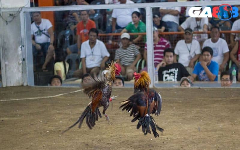 Đá gà cựa dao Philippines là hình thức đá gà C1 hấp dẫn Đá gà cựa dao Philippines là hình thức đá gà C1 hấp dẫn
