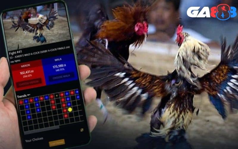 Người chơi phải giữ được cảm xúc khi xem đá gà online Người chơi phải giữ được cảm xúc khi xem đá gà online